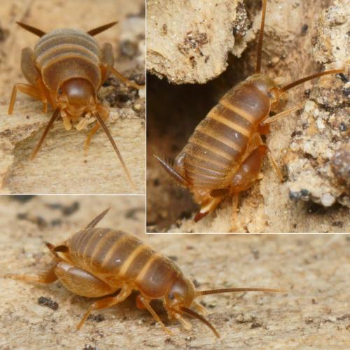 Réf. 230 674 : Myrmecophilus fuscus
